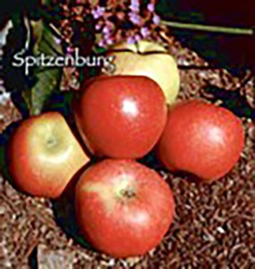Spitzenburg Apple
